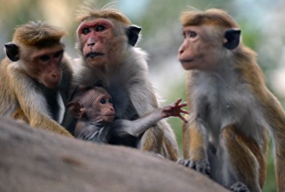 猴子 夢境 心理學 猴子 夢境 心理學