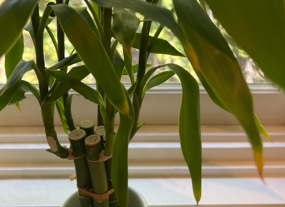 富貴竹養護技巧