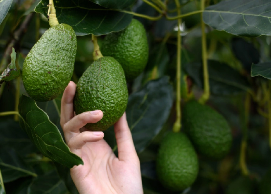 酪梨種植