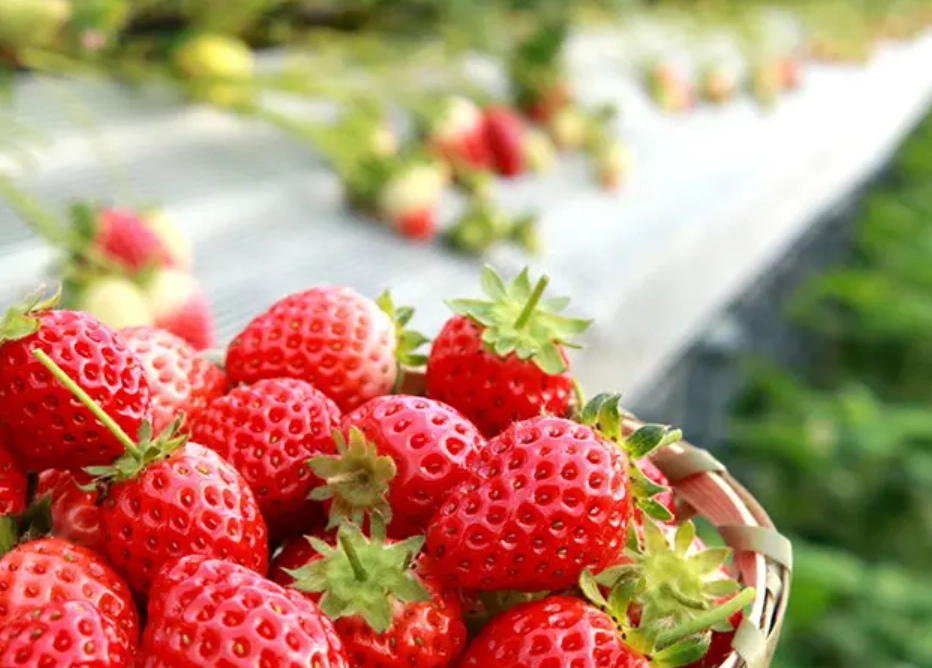 苗栗旅遊 苗栗旅遊