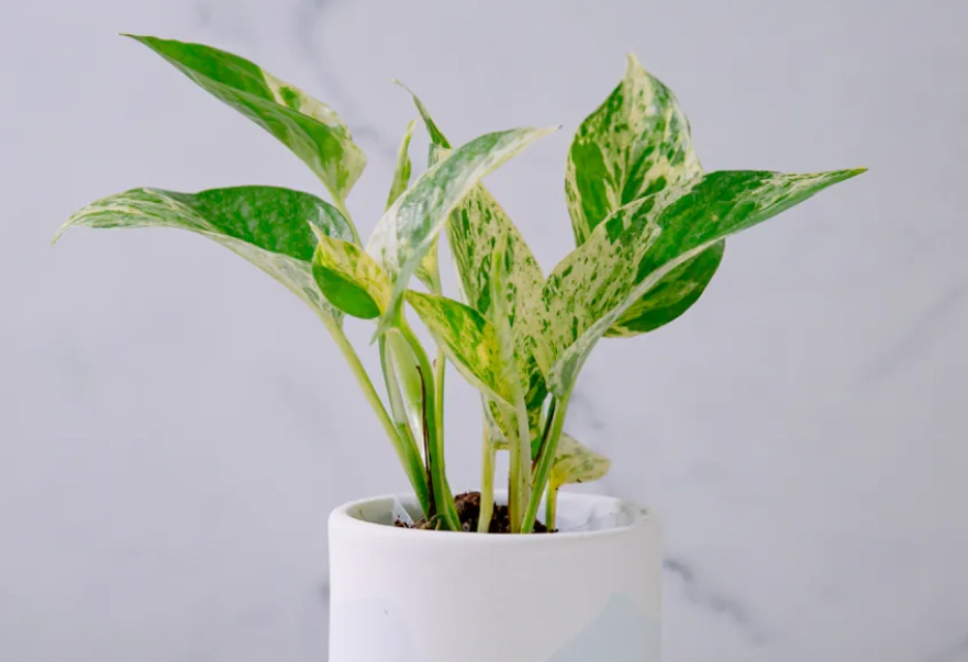 室內耐陰植物 室內耐陰植物