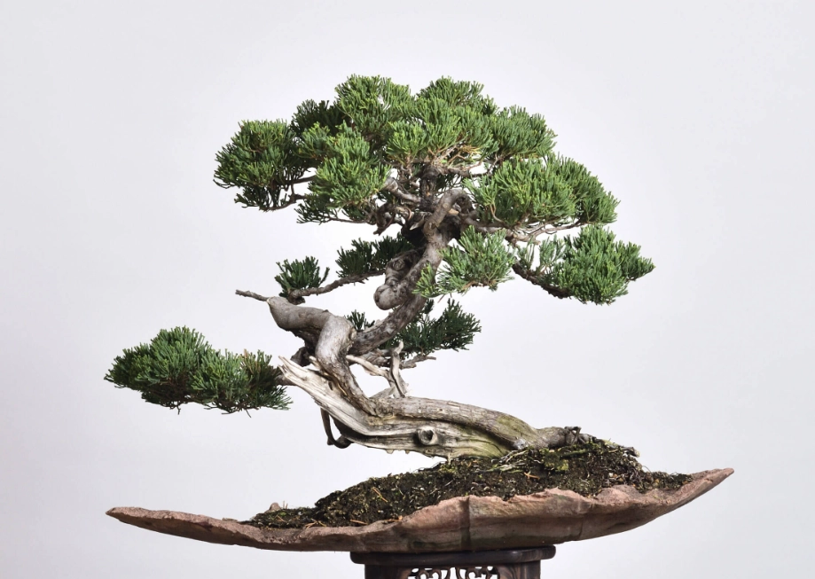 真柏澆水 真柏澆水