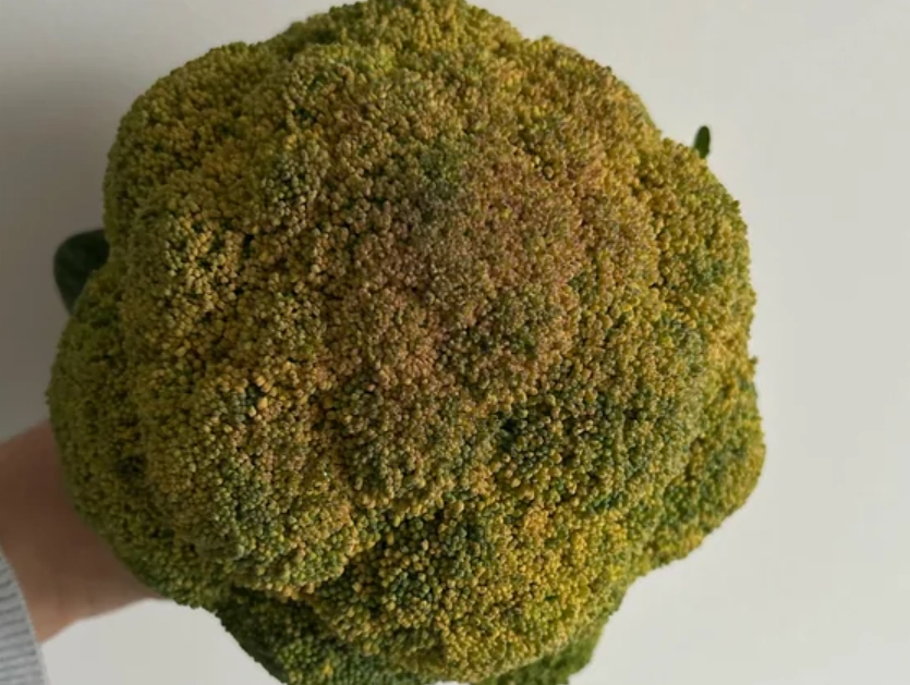 花椰菜變黃原因 花椰菜變黃原因