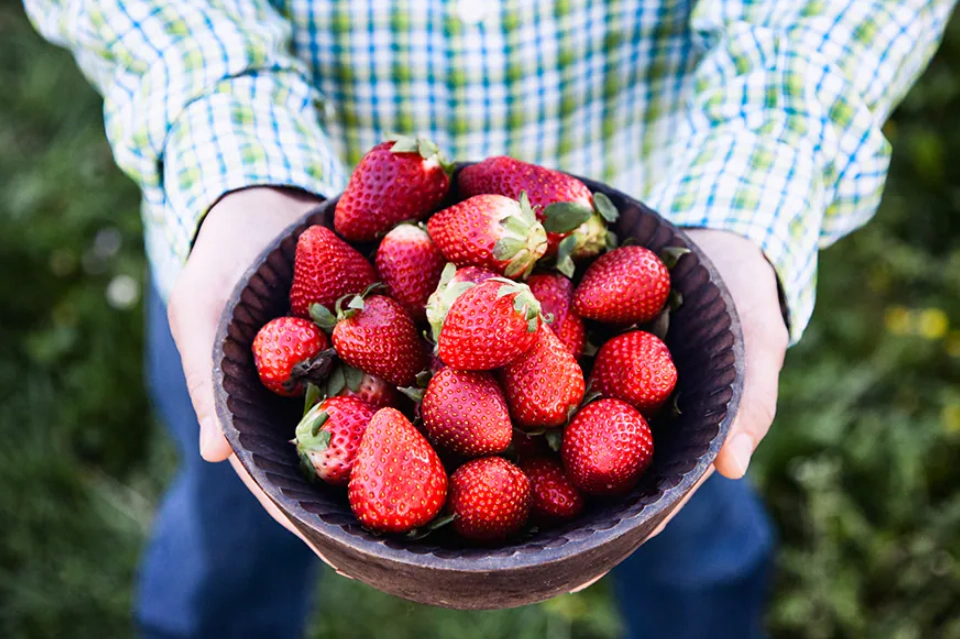 大湖草莓採摘 大湖草莓採摘