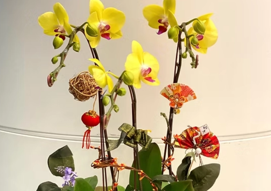 蘭花養護擺設 蘭花養護擺設