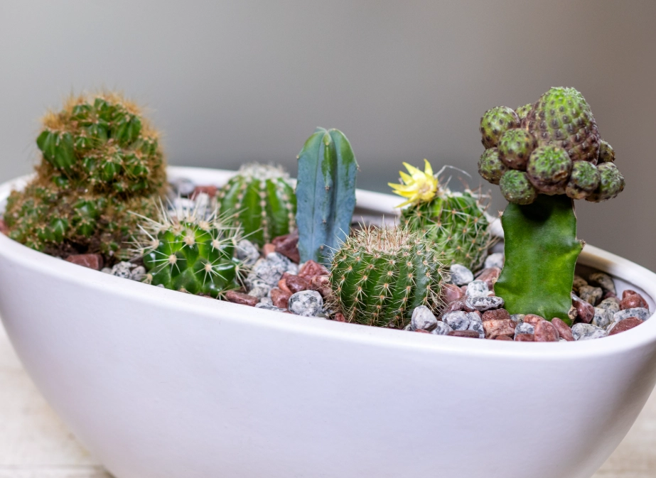 仙人掌 室內