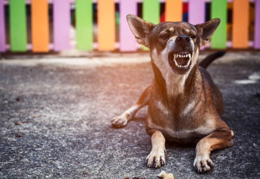 被狗追夢境心理 被狗追夢境心理