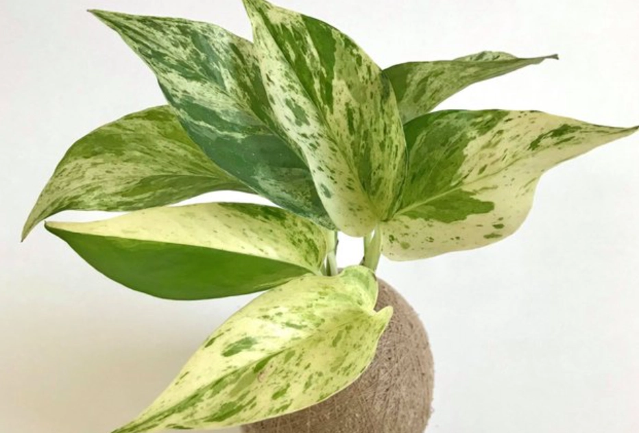 雪花葛澆水 雪花葛澆水