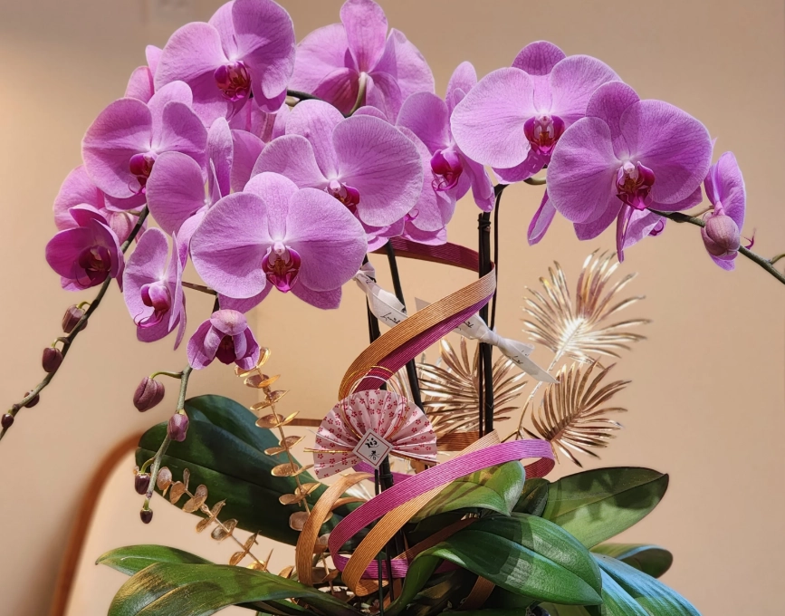 蝴蝶蘭擺設技巧 蝴蝶蘭擺設技巧