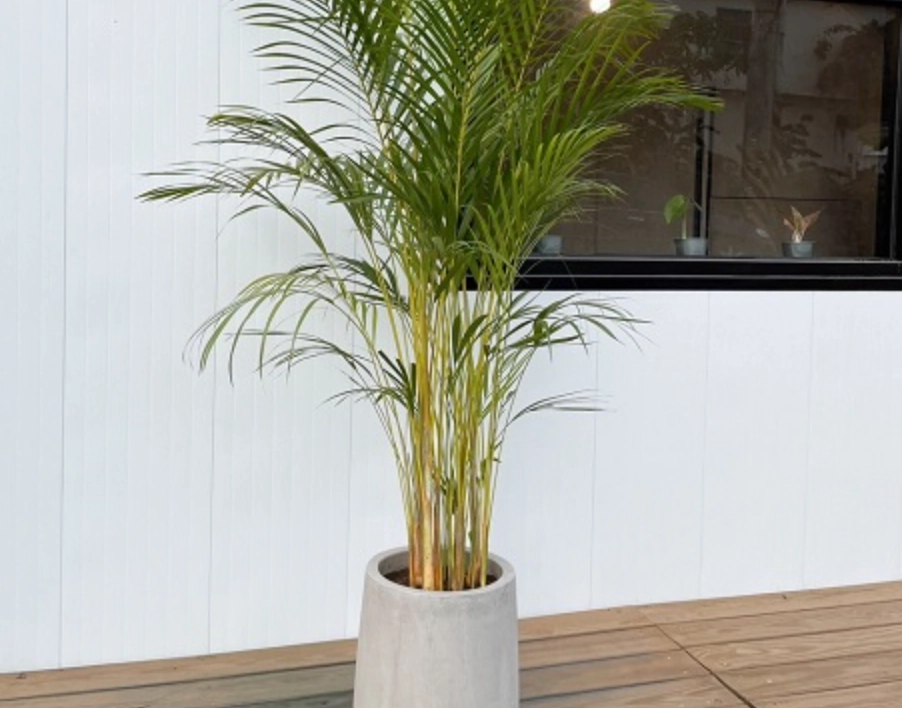 黄椰子养护方法 黄椰子养护方法