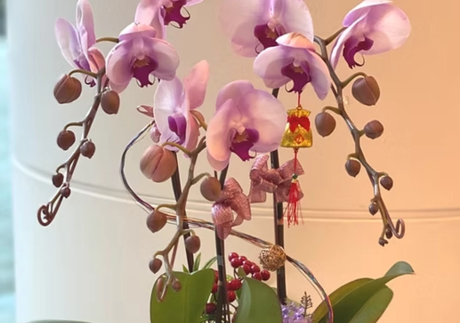 蝴蝶蘭養護方法 蝴蝶蘭養護方法