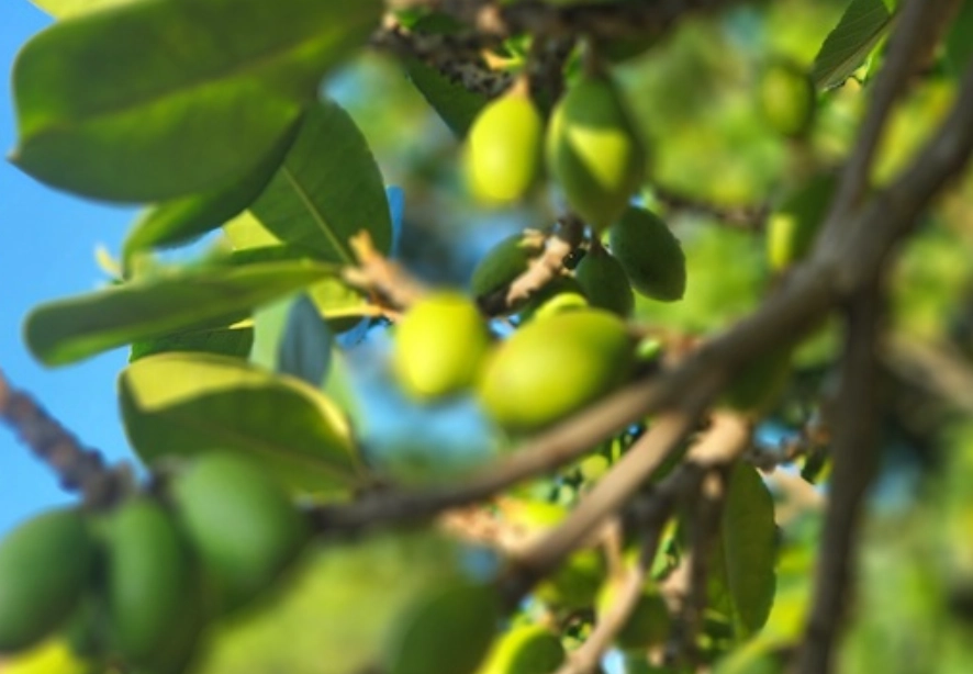 小葉欖仁果實有毒嗎 小葉欖仁果實有毒嗎