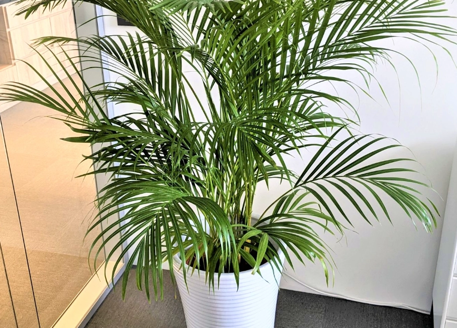 黄椰子养护方法 黄椰子养护方法