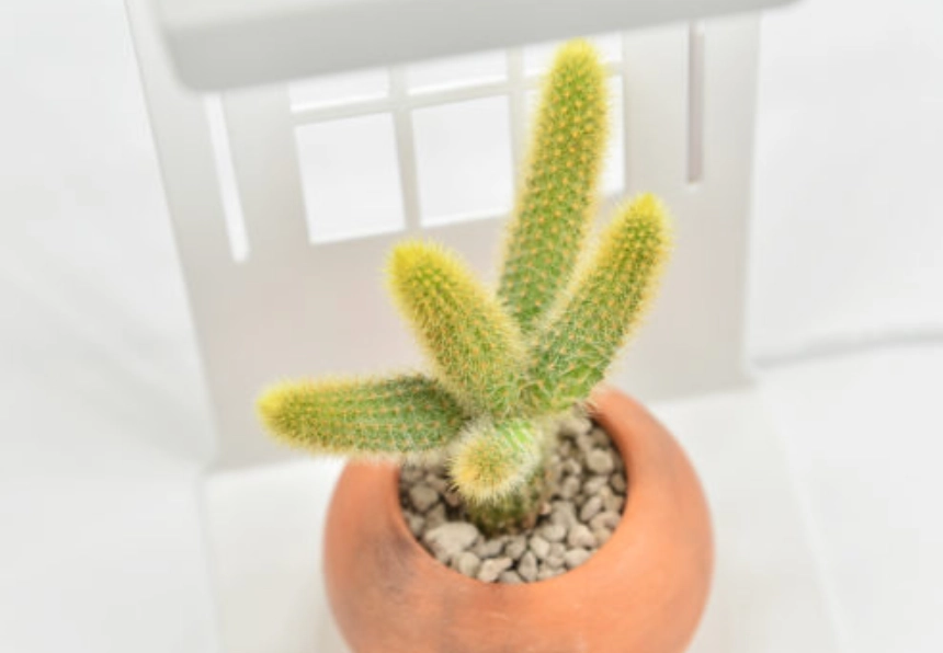 仙人掌曬太陽注意事項 仙人掌曬太陽注意事項