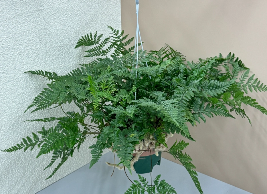 狼尾蕨室內植物