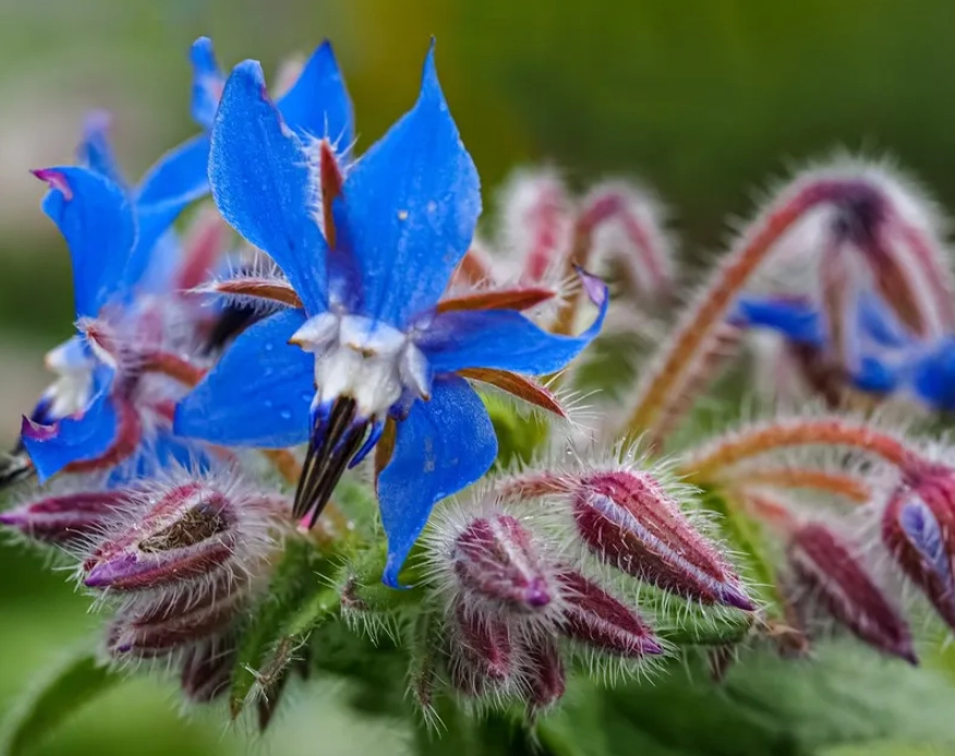 食用花入門 食用花入門