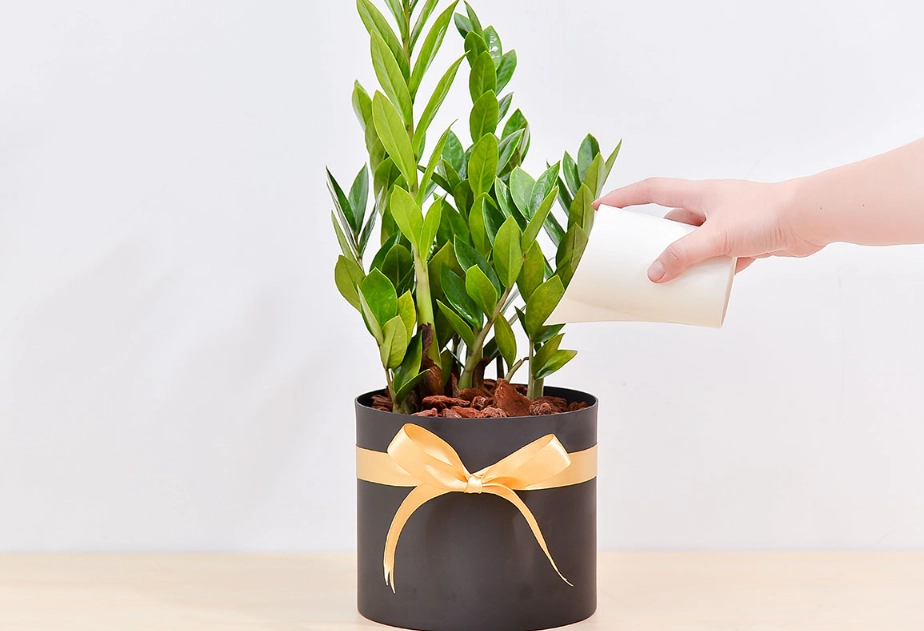 金錢樹多久澆一次水 金錢樹多久澆一次水