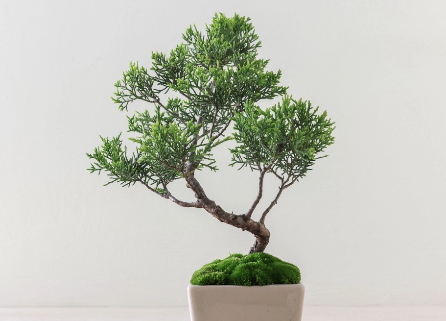 台灣真柏系魚川區別