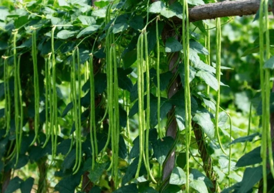 豆角種植時程 豆角種植時程