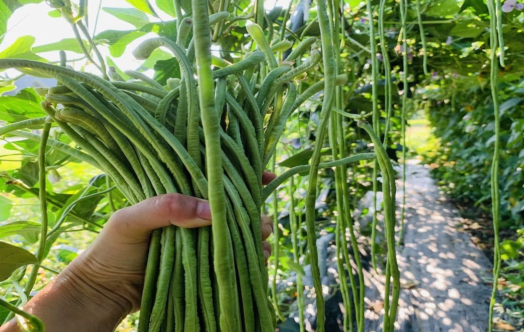 四季豆種植季節 四季豆種植季節