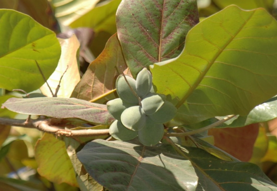 大葉欖仁修剪方法