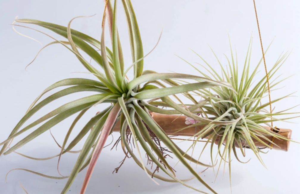 空氣鳳梨生長速度