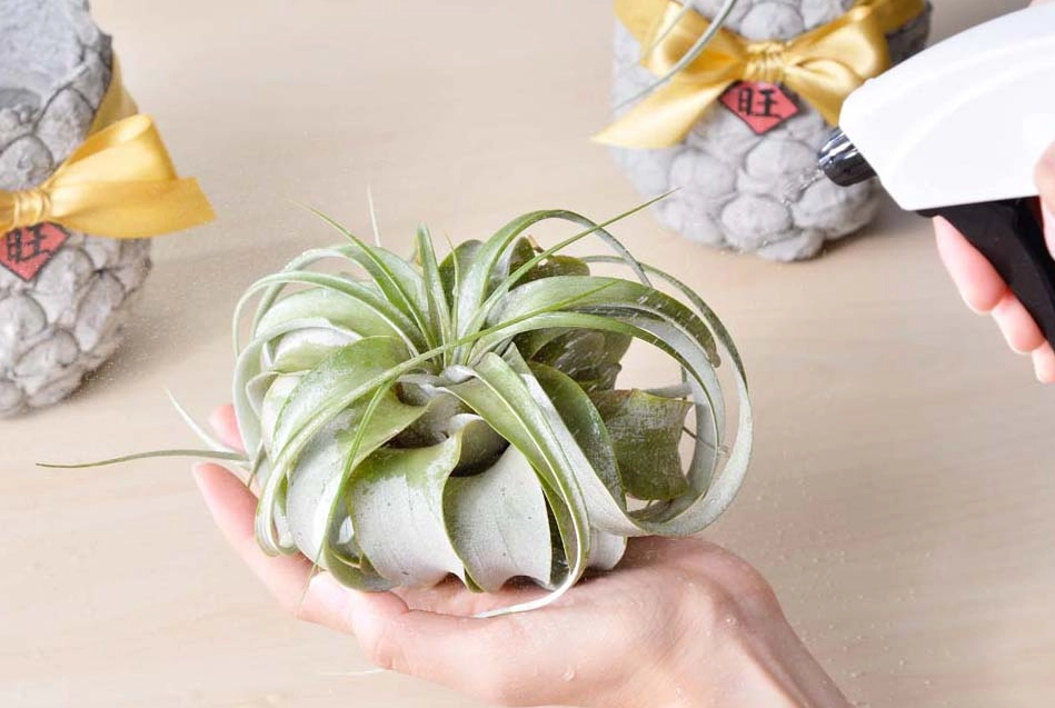 空氣鳳梨長不大