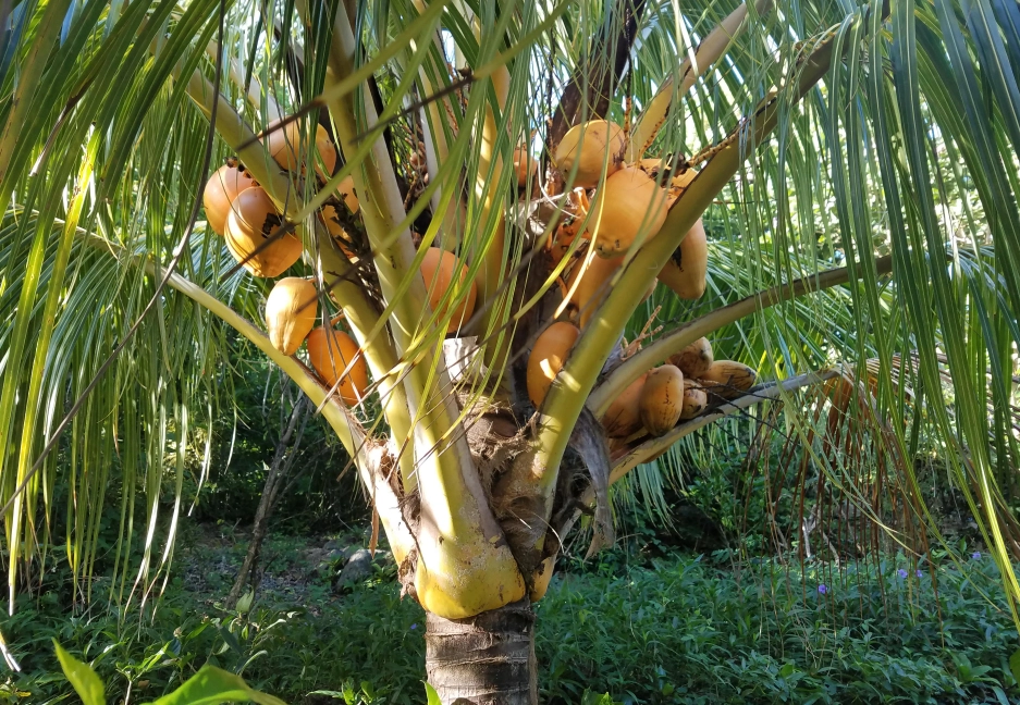 椰子樹矮化方法