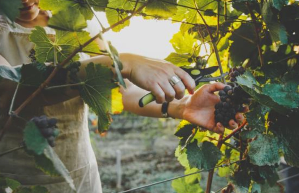 葡萄樹修剪技巧