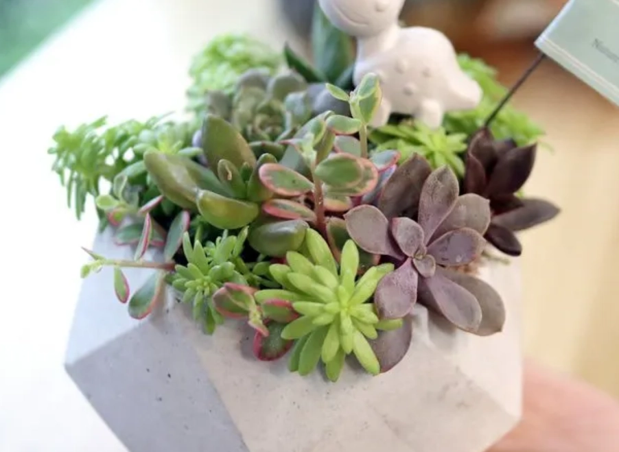 多肉植物光照 多肉植物光照