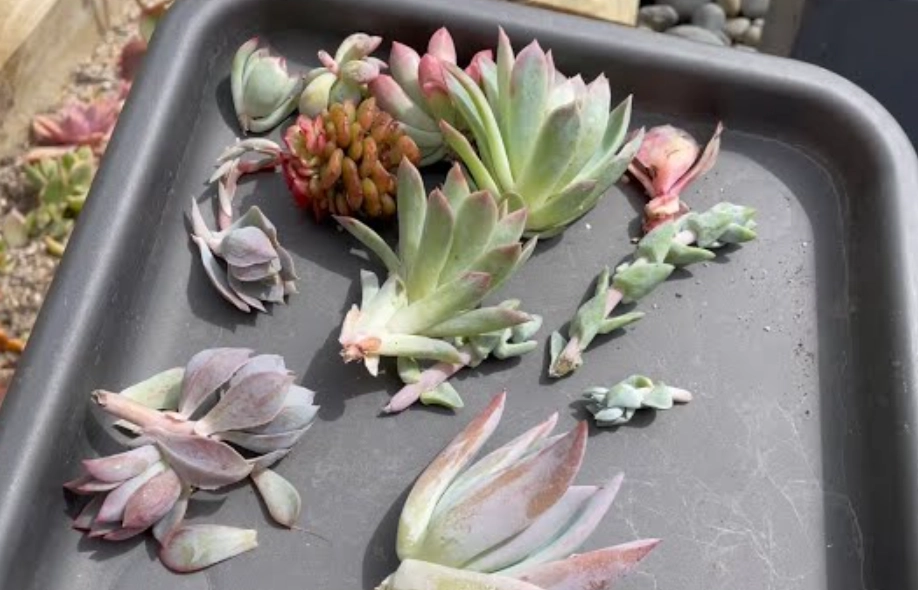 花劍處理 花劍處理