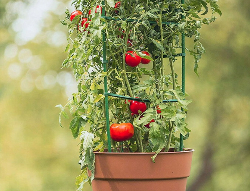 陽台種菜 陽台種菜