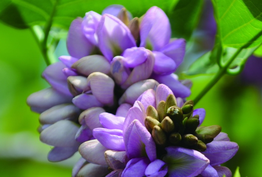 水黃皮開花時間 水黃皮開花時間