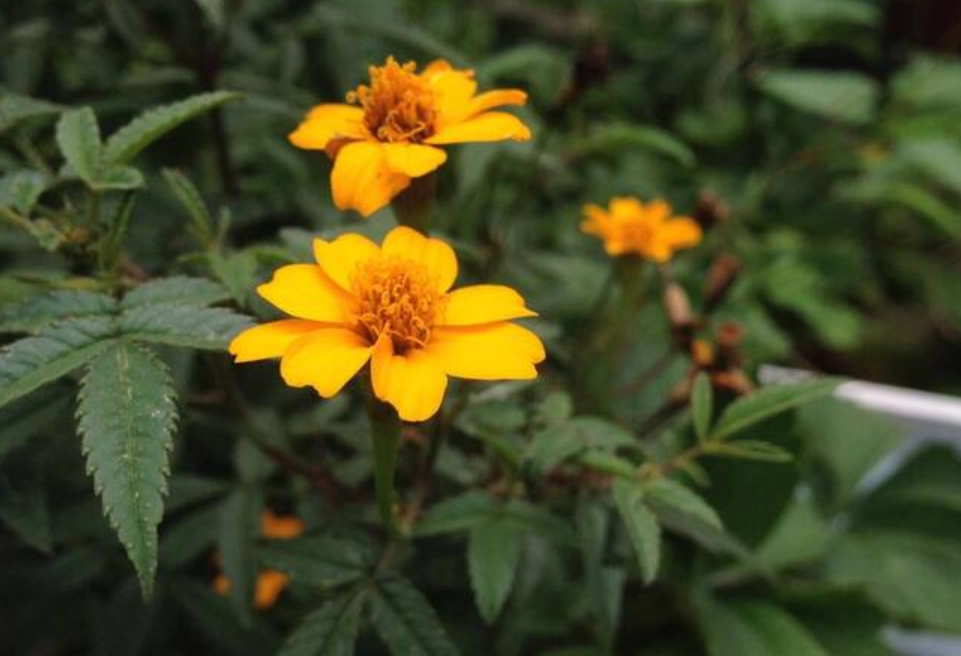 食用花入門 食用花入門