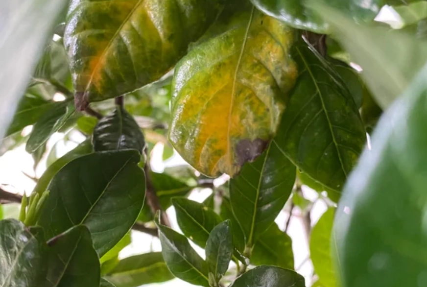 植物葉尖變黃怎麼辦