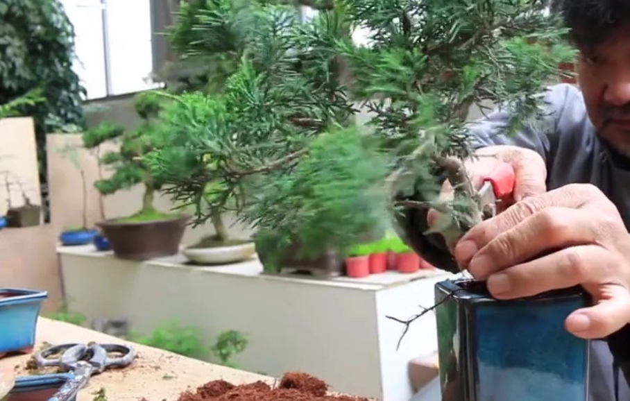 真柏修剪 真柏修剪