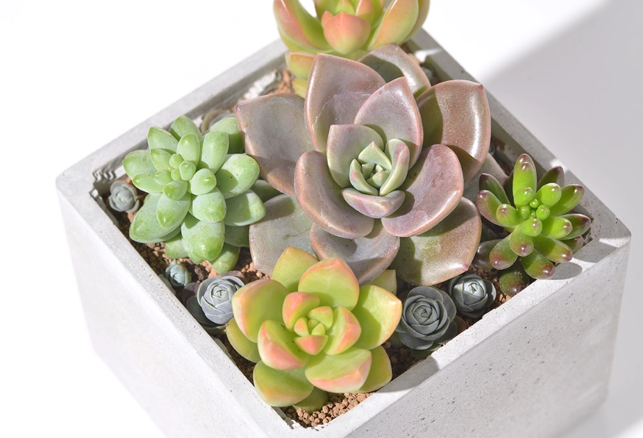 多肉徒長原因 多肉徒長原因