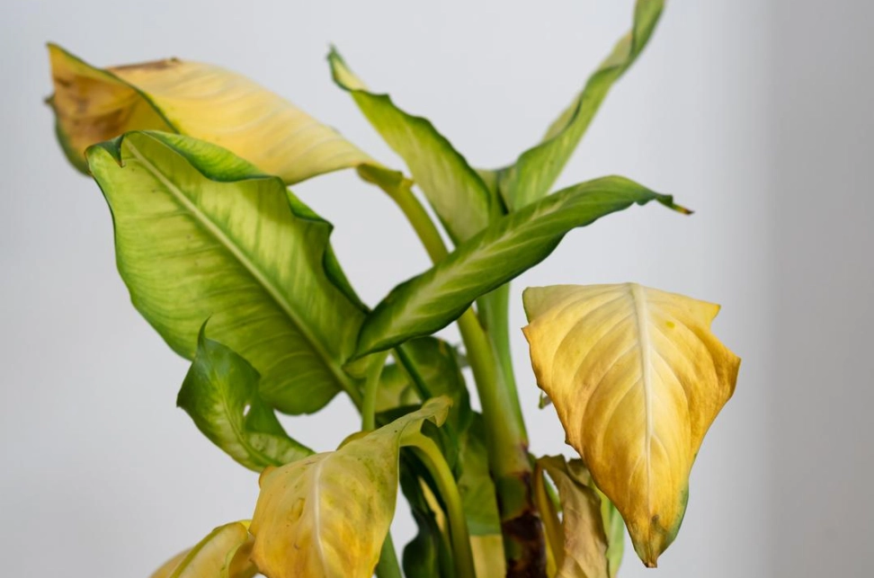 植物葉尖變黃怎麼辦 植物葉尖變黃怎麼辦
