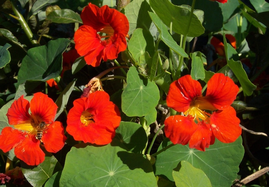 可生食的花卉 可生食的花卉