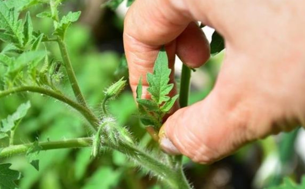 番茄側芽 時機