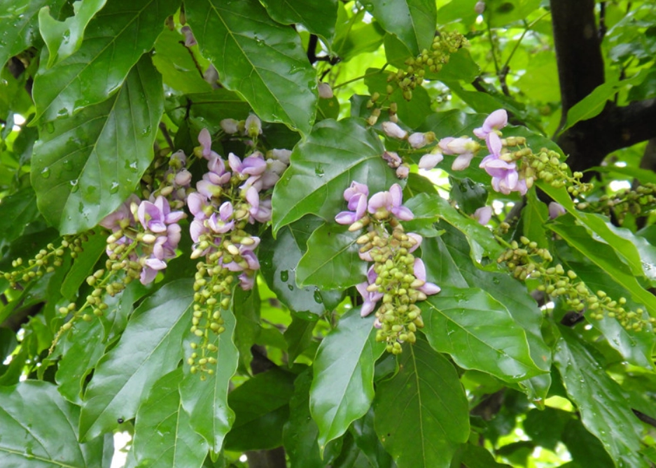 水黃皮花期 水黃皮花期