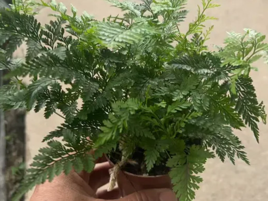 狼尾蕨室內植物