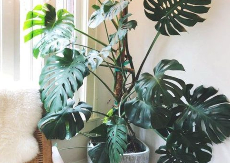 室內大型植物