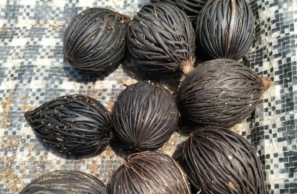 狐尾椰子果實可以吃嗎