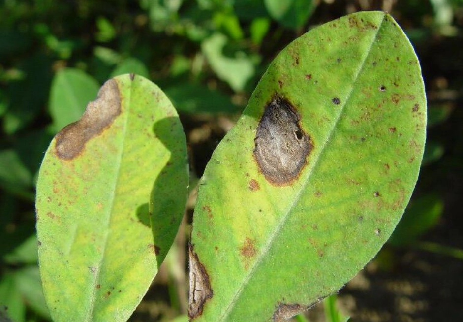 植物炭疽病治療 植物炭疽病治療