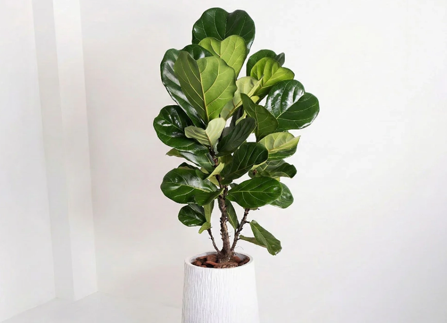 室內植物 冬天澆水