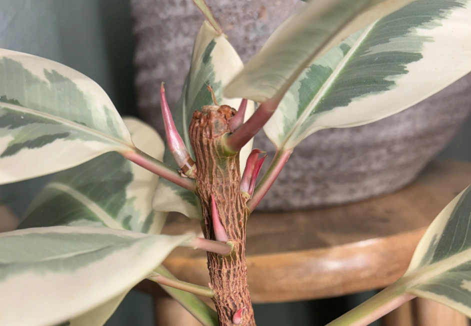 橡膠樹扦插 橡膠樹扦插