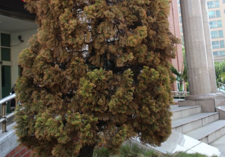 針柏樹枯黃原因