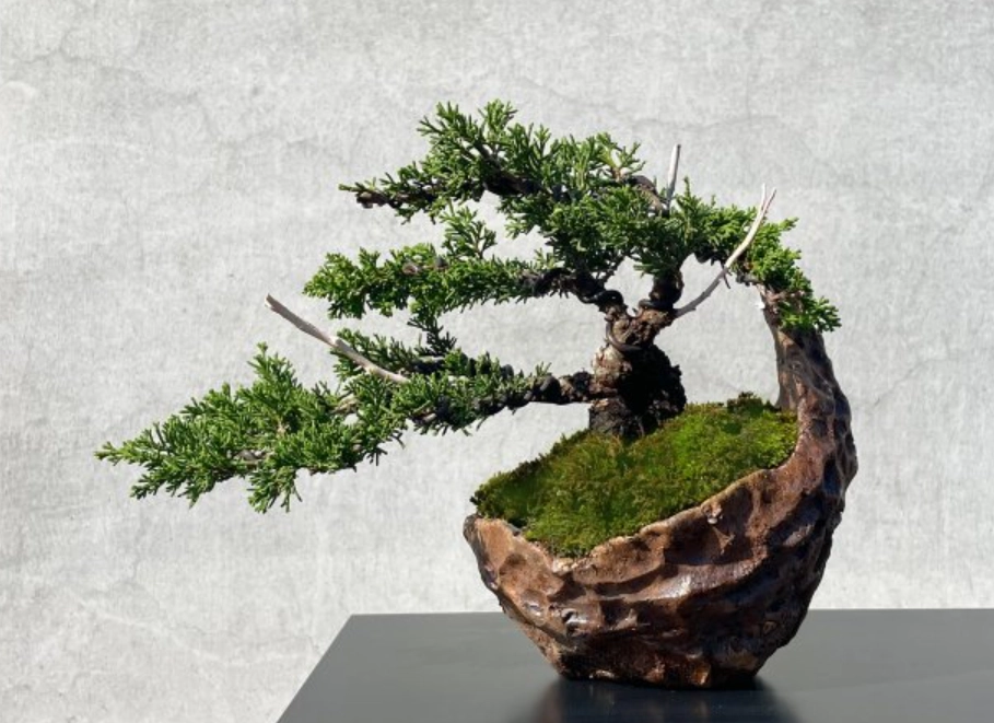 台灣真柏系魚川區別