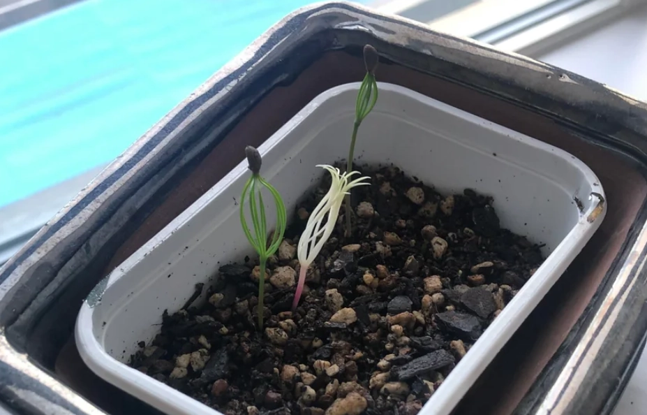 黑松種子育苗方法